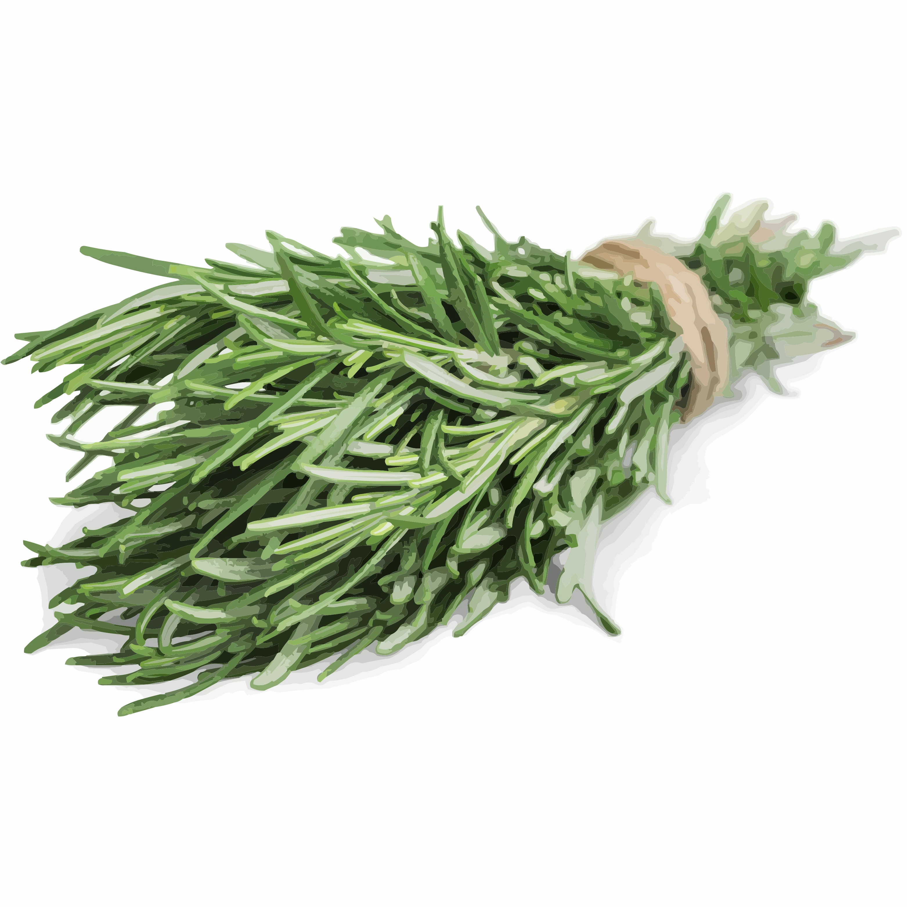 Branche de romarin frais sur fond blanc, herbe aromatique typique de la cuisine méditerranéenne.